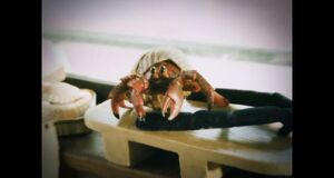 V�deo Temporada 3 del acceso temprano