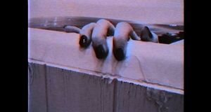 V�deo Tr�iler de lanzamiento